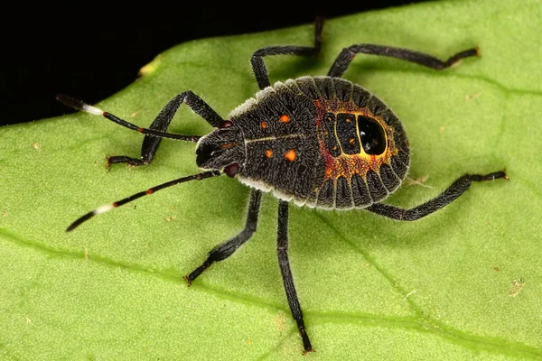 Insetti Bambino Sulla Foglia Verde — Foto Stock