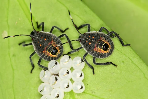 Bébés Insectes Œufs Sur Feuille Verte — Photo
