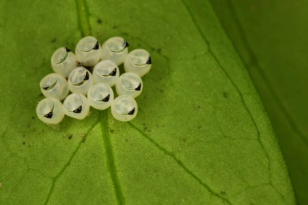 Insekteneier Auf Dem Blatt Garten — Stockfoto