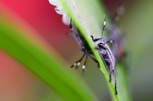 Insetos Ovos Bebê Folha Verde — Fotografia de Stock