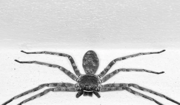 Big Spider Black White — Stock Photo, Image