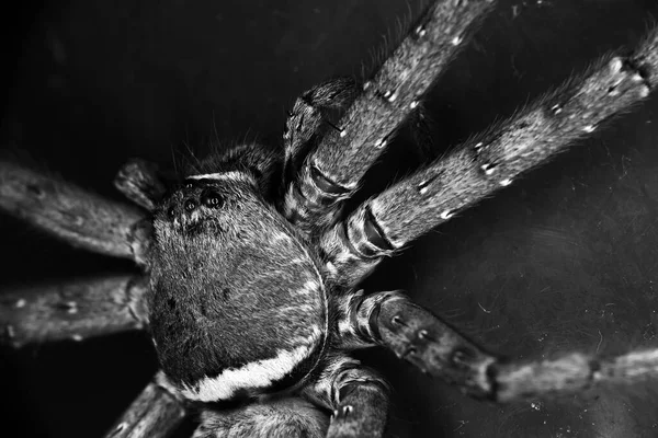 Big Spider Black White — Stock Photo, Image