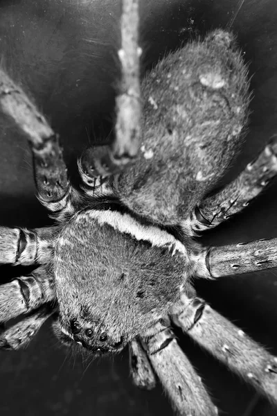 Big Spider Black White — Stock Photo, Image