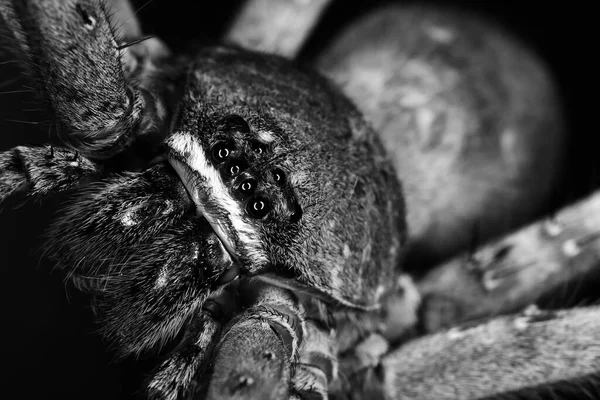 Big Spider Black White — Stock Photo, Image