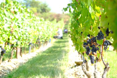 Black grapes in the vineyards of Beaujolais - France just before harvest with green & red leaves