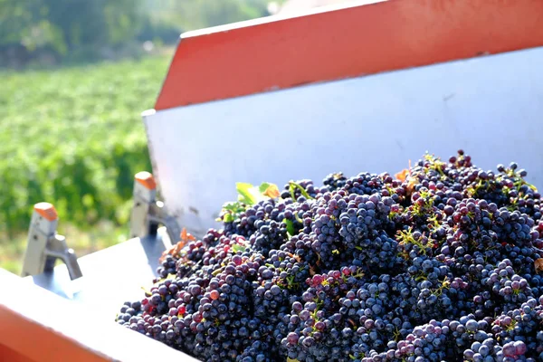 Hasattan hemen sonra bir kabın içindeki üzümler