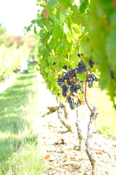 Black grapes in the vineyards of Beaujolais - France just before harvest with green & red leaves