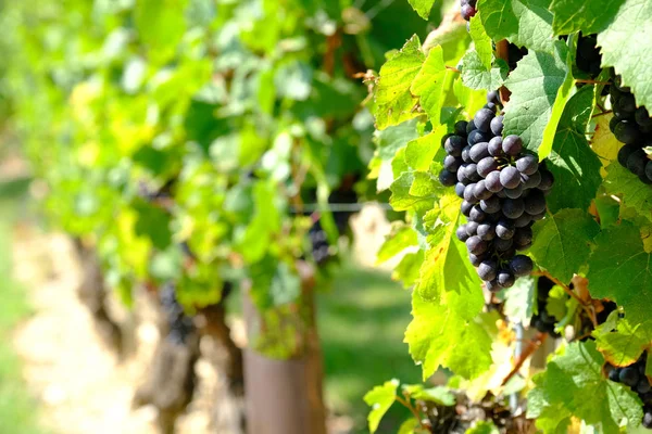 Black grapes in the vineyards of Beaujolais - France just before harvest with green & red leaves — Stock Fotó