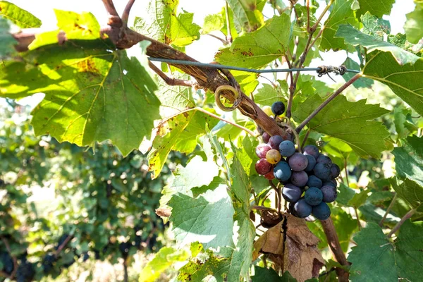 Nova colheita de vinho azul, roxo ou tinto ou uva de mesa com folhas verdes — Fotografia de Stock