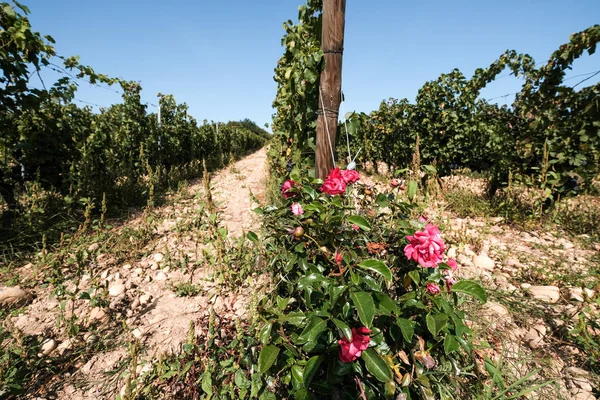 Hasattan önce asma bitkisinin dibinde güller.