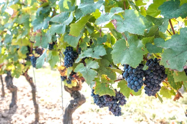 Nová sklizeň modrého, fialového nebo červeného vína nebo stolních hroznů se zelenými listy — Stock fotografie
