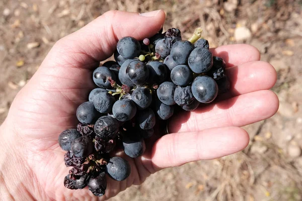 El ele tutuşan siyah üzüm 