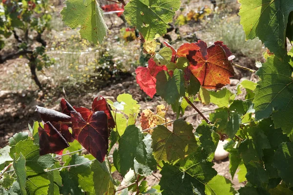 Új szüret kék, lila vagy vörösbor vagy csemegeszőlő zöld levelekkel — Stock Fotó