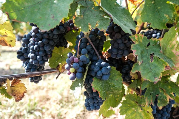 Ny skörd av blått, lila eller rött vin eller bordsdruvor med gröna blad — Stockfoto