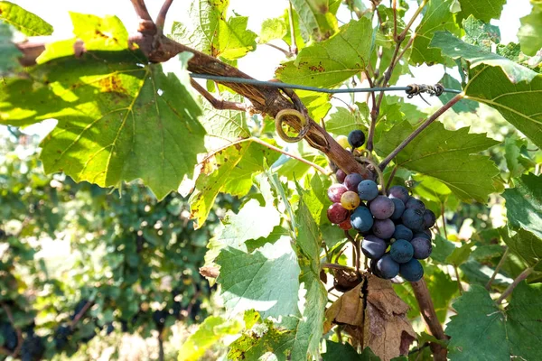 Fekete szőlő zöld levelekkel a szőlőültetvények Beaujolais - Franciaország közvetlenül a betakarítás előtt — Stock Fotó
