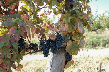 Beaujolais 'in üzüm bağlarında yeşil yapraklı siyah üzümler.