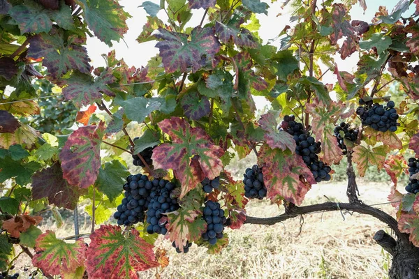 Fekete szőlő zöld levelekkel a szőlőültetvények Beaujolais - Franciaország közvetlenül a betakarítás előtt — Stock Fotó