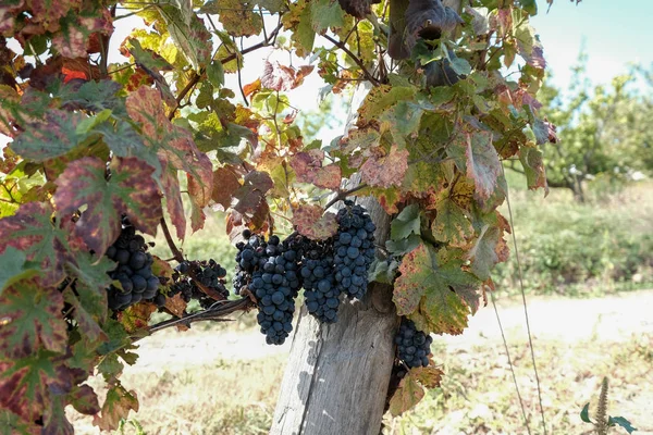 Fekete szőlő zöld levelekkel a szőlőültetvények Beaujolais - Franciaország közvetlenül a betakarítás előtt — Stock Fotó