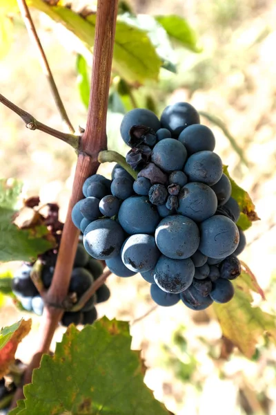 Black grapes with green leaves in the vineyards of Beaujolais - France just before harvest — Stock Photo, Image