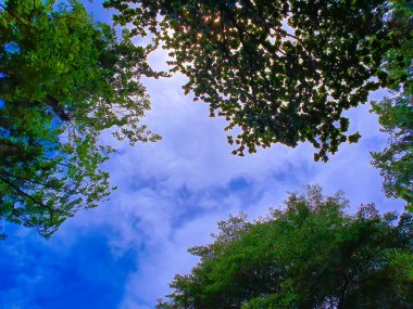 Yukarı yassı ağaçlara bakmak mavi gökyüzü ve bulanık ağaçlar. Gündüz azure gökyüzü ve parlak bulut güzel.