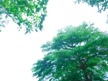 Yukarı yassı ağaçlara bakmak mavi gökyüzü ve bulanık ağaçlar. Gündüz azure gökyüzü ve parlak bulut güzel.