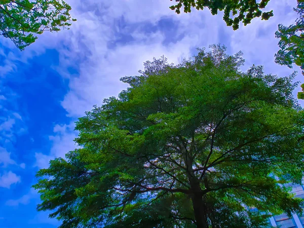 Blick Nach Oben Den Blauen Himmel Und Verschwommene Bäume Azurblauer — Stockfoto