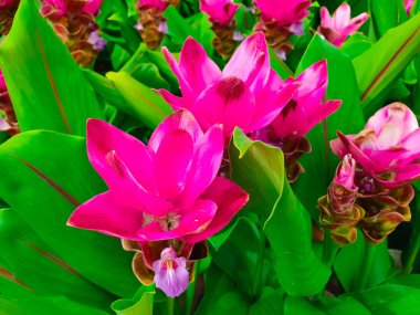 Yüksek açı görünümünde renkli siam laleler.