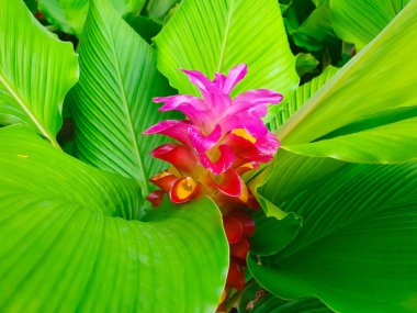 Yüksek açı görünümünde renkli siam laleler.