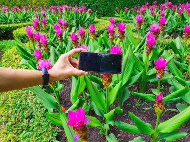 Bir akıllı telefon kullanarak doğanın bir fotoğraf çeken kadın, bakış açısı çekim.