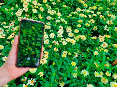 Bir akıllı telefon kullanarak doğanın bir fotoğraf çeken kadın, bakış açısı çekim.