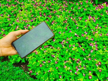 Bir akıllı telefon kullanarak doğanın bir fotoğraf çeken kadın, bakış açısı çekim