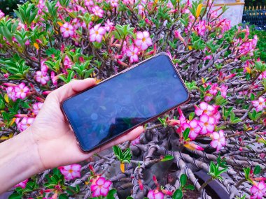 Bir akıllı telefon kullanarak doğanın bir fotoğraf çeken kadın, bakış açısı çekim