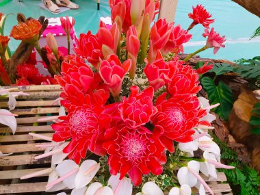 Bir akıllı telefon kullanarak doğanın bir fotoğraf çeken kadın, bakış açısı çekim