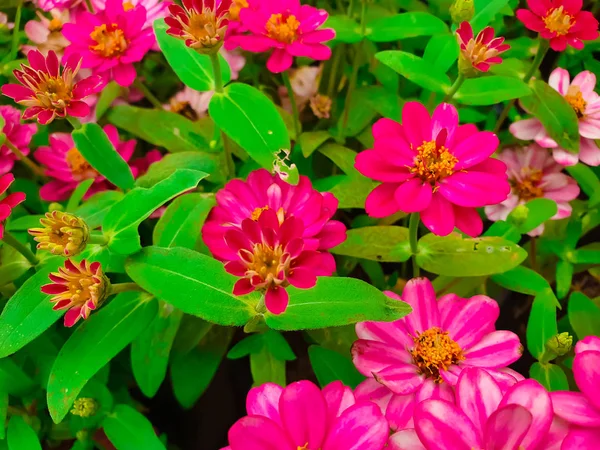 Jardín Hecho Múltiples Flores Coloridas Diversas —  Fotos de Stock