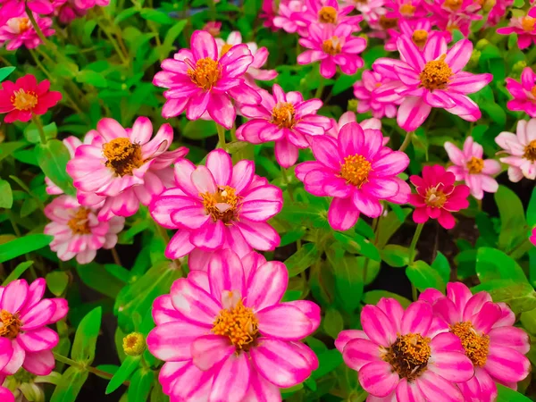 Jardín Hecho Múltiples Flores Coloridas Diversas —  Fotos de Stock
