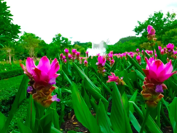 Bunte Siam Tulpen Hochsicht — Stockfoto