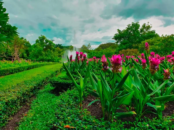 Цветные Сиамские Тюльпаны Высоким Углом Обзора — стоковое фото