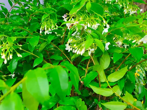 Ayçiçeği mavi gökyüzü arka plan ayçiçeği alanında