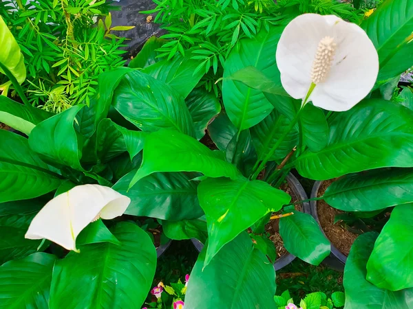 Ayçiçeği mavi gökyüzü arka plan ayçiçeği alanında