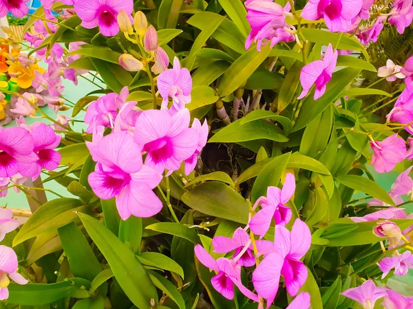 Окраска Орхидеи Цветок Саду Сделать Чувствовать Себя Свежим Красивым — стоковое фото