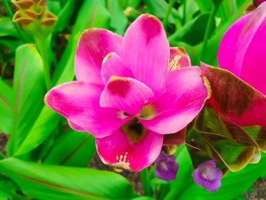 Yüksek açı görünümünde renkli siam laleler