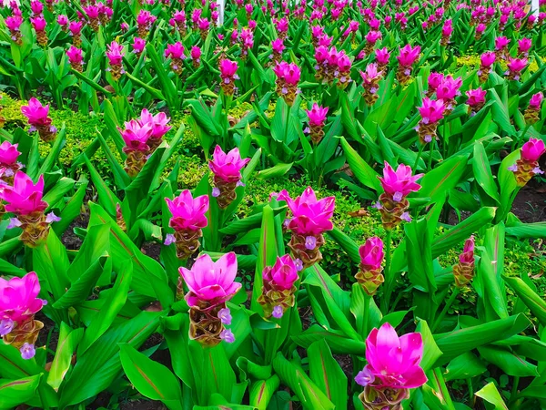Colorful siam tulips in high angle view