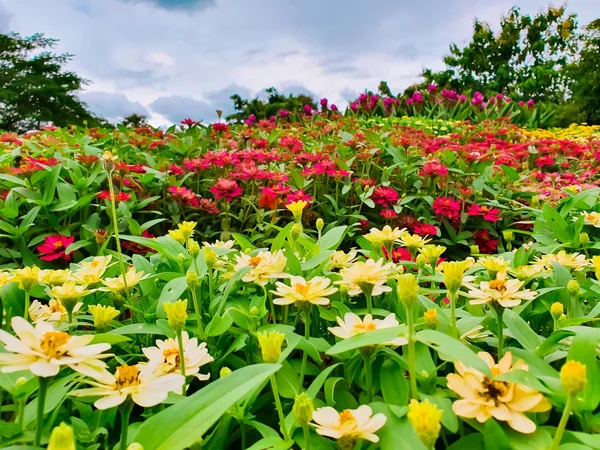 複数のカラフルで多様な花で作られた庭 — ストック写真