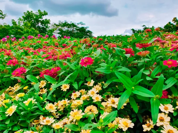 Κήπος Κατασκευασμένο Από Πολλαπλά Πολύχρωμα Και Ποικίλα Λουλούδια — Φωτογραφία Αρχείου