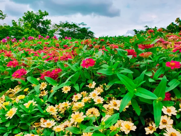 Tuin Gemaakt Van Meerdere Kleurrijke Gevarieerde Bloemen — Stockfoto