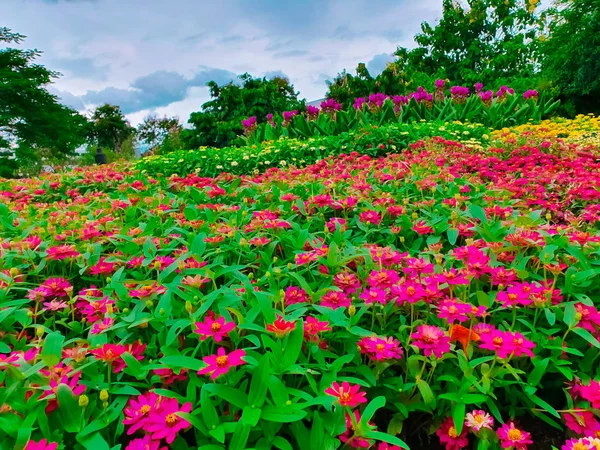 Garten Aus Vielen Bunten Und Vielfältigen Blumen — Stockfoto