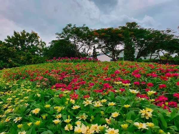 Giardino Fatto Più Fiori Colorati Diversi — Foto Stock