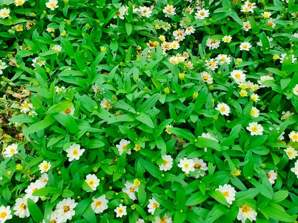 Tuin Gemaakt Van Meerdere Kleurrijke Gevarieerde Bloemen — Stockfoto