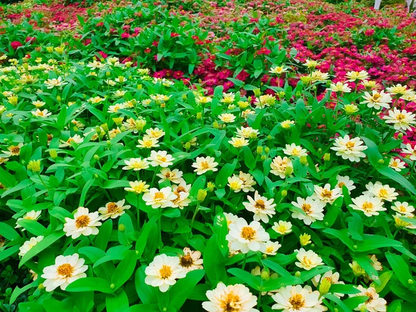 複数のカラフルで多様な花で作られた庭 — ストック写真