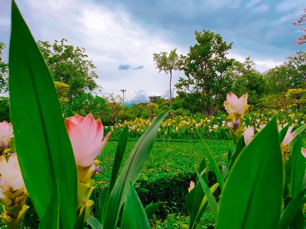 Színes Siam Tulipánok Nagy Látószögű Nézet — Stock Fotó